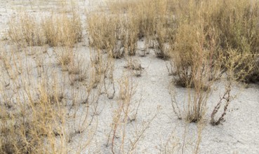 Detail shot showing a arid environment with sere plants and dry earth