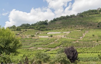 Vineyards around Kaysersberg in Alsace, france