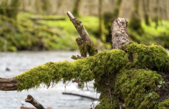 Natural riparian scenery including some mossy boughs at a small river in early spring time