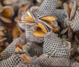 Full frame closeup shot showing some Banksia cones