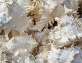 Full frame shot showing lots of marine white snail shells