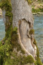 Riparian scenery including a mossy wounded tree stem at a small river in early spring time