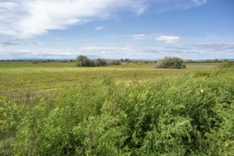 Idyllic rural scenery around Illmitz in a area named Burgenland in Austria