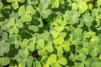 Sunny illuminated green clover leaves