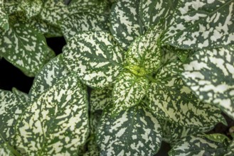 Full frame green and white dappled plant leaves closeup