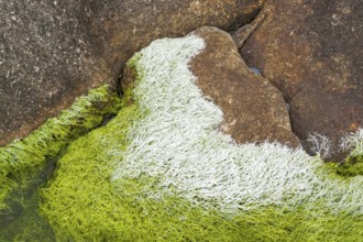 Rocky coastal detail seen in Brittany, France
