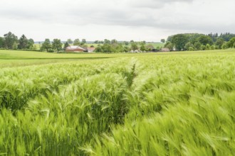 Stormy agricultural springtime scenery with grainfield around a small village in Hohenlohe, a