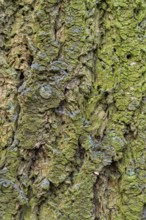 Full frame bark closeup partly overgrown with lichen