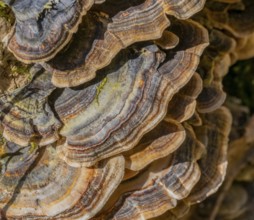 Closeup shot of a natural bracket fungus on a tree trunk