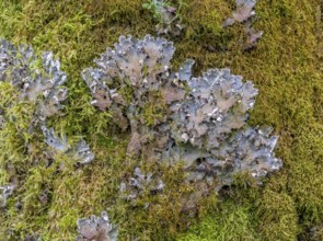 Closeup shot of a lichen species named Peltigera praetextata