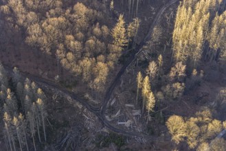 Aerial photograph, forest dieback at the LWL Open-Air Museum Hagen, Eilpe, Hagen, Ruhr area, North