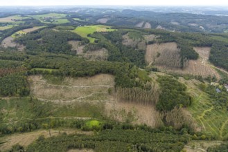 Aerial view, forest damage at Rafflenbeuler Kopf at the village Zurstraße in the district Eilpe in