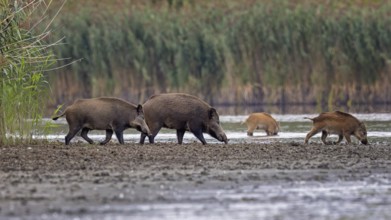 Wild boar (Sus scrofa), hunter's term for wild boar, black boar, blackbuck, brook, herd, overrun,