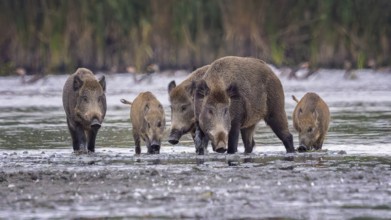 Wild boar (Sus scrofa), hunter's term for wild boar, black boar, blackbuck, brook, herd, overrun,