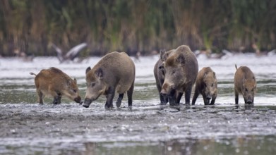 Wild boar (Sus scrofa), hunter's term for wild boar, black boar, blackbuck, brook, herd, overrun,