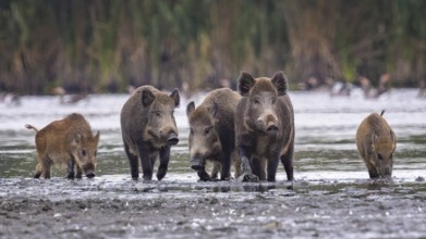 Wild boar (Sus scrofa), hunter's term for wild boar, black boar, blackbuck, brook, herd, overrun,