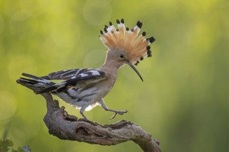 Hoopoe (Upupa epops) Bird of the Year 2022, male on perching branch, foraging, raised canopy,
