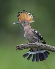 Hoopoe (Upupa epops) Bird of the Year 2022, male with food, prey, foraging, food for the young
