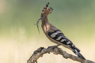 Hoopoe (Upupa epops) Bird of the Year 2022, male with food, sand lizard as prey, foraging, food for