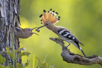 Hoopoe (Upupa epops) Bird of the Year 2022, male with food, prey, foraging, food for the young