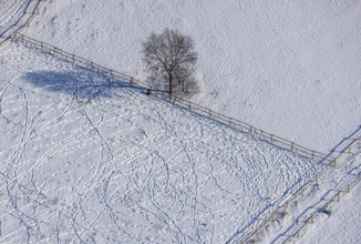 Aerial view, snow-covered meadow with single tree, fences, tracks in the snow, winter, centre,