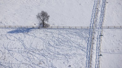 Aerial view, snow-covered meadow with single tree, fences, tracks in the snow, winter, centre,