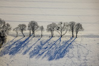 Aerial view, snow-covered field with row of trees, tracks in the snow, winter, Uentrop, Hamm, Ruhr