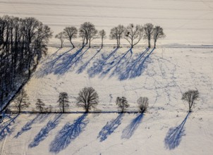 Aerial view, snow-covered field with row of trees, tracks in the snow, winter, Uentrop, Hamm, Ruhr