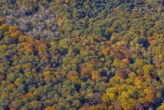 Aerial view, autumn forest at the Dr.-Loeb-Caldenhof-Straße in the district Rhynern in Hamm, Ruhr
