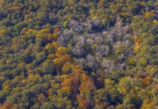 Aerial view, autumn forest at the Dr.-Loeb-Caldenhof-Straße in the district Rhynern in Hamm, Ruhr