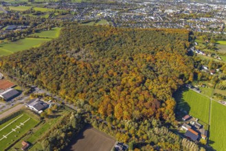 Aerial view, autumn forest at the Dr.-Loeb-Caldenhof-Straße in the district Rhynern in Hamm, Ruhr