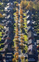 Aerial view, housing estate with autumnal avenue of trees between Berliner Straße and Hammer Straße
