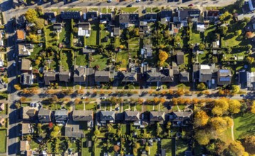 Aerial view, housing estate with autumnal avenue of trees between Berliner Straße and Hammer Straße