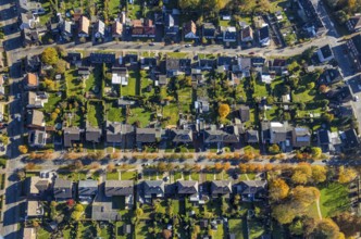 Aerial view, housing estate with autumnal avenue of trees between Berliner Straße and Hammer Straße