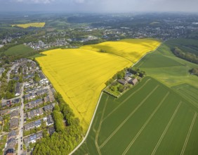 Aerial view, rape fields Heidestraße corner Dümgesweg, Leubeck, Heiligenhaus, Ruhr area, North