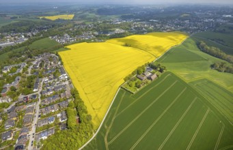 Aerial view, rape fields Heidestraße corner Dümgesweg, Leubeck, Heiligenhaus, Ruhr area, North