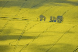 Aerial view, rape fields Heidestraße corner Dümgesweg, Leubeck, Heiligenhaus, Ruhr area, North