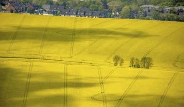 Aerial view, rape fields Heidestraße corner Dümgesweg, Leubeck, Heiligenhaus, Ruhr area, North