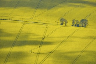 Aerial view, rape fields Heidestraße corner Dümgesweg, Leubeck, Heiligenhaus, Ruhr area, North