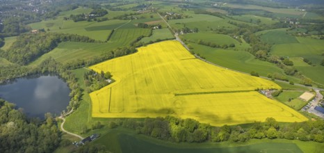 Aerial view, rape fields, Hetterscheidt, Heiligenhaus, Ruhr area, North Rhine-Westphalia, Germany,