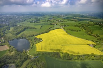Aerial view, rape fields at Abtskücher pond, Hetterscheidt, Heiligenhaus, Ruhr area, North