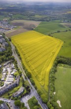 Aerial view, rape field at Höseler Straße, Heiligenhaus, Ruhr area, North Rhine-Westphalia,