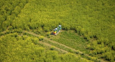 Aerial view, Colourful beehive in rape field Zur Hansheide, Flandersbach, Wülfrath, Ruhr area,