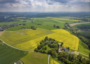 Aerial view, rape fields Zwingenberger Weg, Flandersbach, Wülfrath, Ruhr area, North