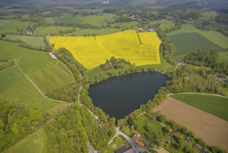 Aerial view, rape fields, Abtskücher pond, Hetterscheidt, Heiligenhaus, Ruhr area, North