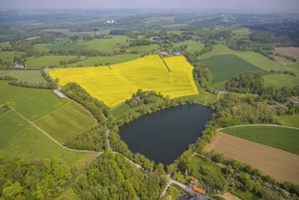 Aerial view, rape fields, Abtskücher pond, Hetterscheidt, Heiligenhaus, Ruhr area, North