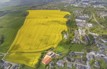 Aerial view, rape fields Heidestraße corner Dümgesweg, Leubeck, Heiligenhaus, Ruhr area, North