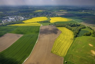 Aerial view, rape fields Schnepperstraße, Heiligenhaus, Ruhr area, North Rhine-Westphalia, Germany,