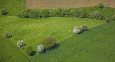 Aerial view, trees in a meadow, Leubeck, Heiligenhaus, Ruhr area, North Rhine-Westphalia, Germany,