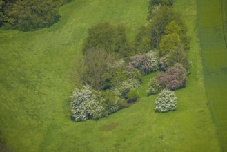 Aerial view, trees in a meadow, Leubeck, Heiligenhaus, Ruhr area, North Rhine-Westphalia, Germany,